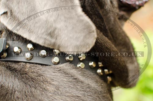 Luxury Leather Dog Collars for Neapolitan Mastiff for Sale