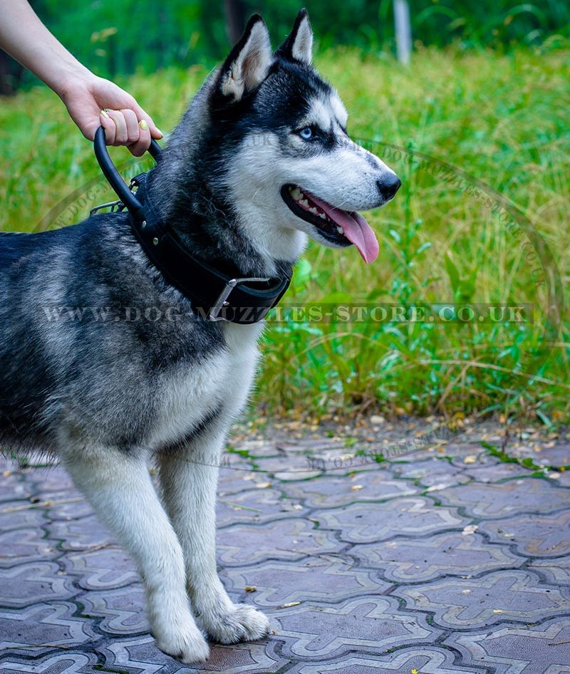 best collar for siberian husky