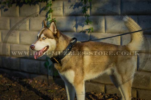Siberian Husky Collar with Handle