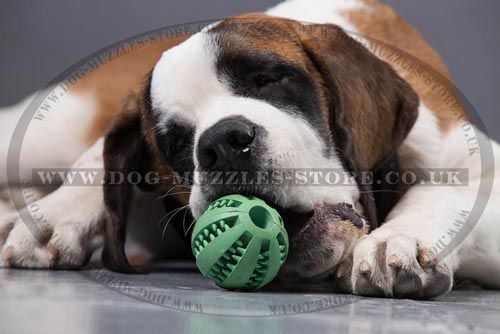 dog teeth hygiene toy