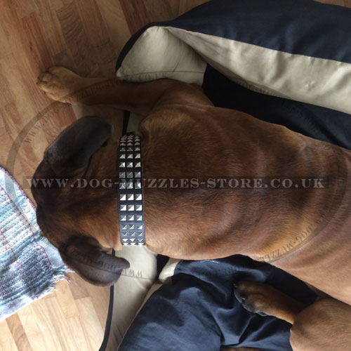 Studded Wide Dog Collar