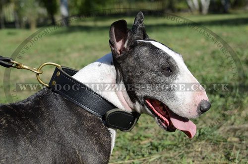 Best Strong Dog Collar for Bull Terrier
