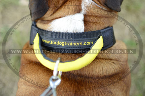 Collar for English Bulldog