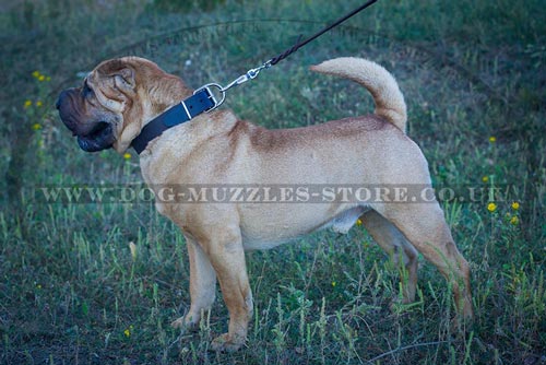 Shar Pei Walking Dog Collar