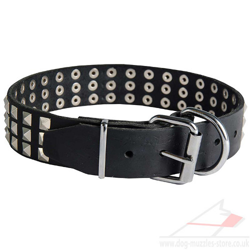 Studded Dog Collar for Pit Bull Terrier