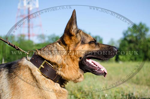 german shepherd collars