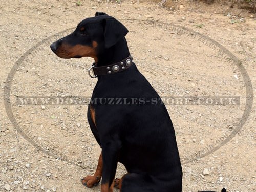 Designer Dog Collar for Doberman