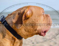 Dog De Bordo Collar UK for Large Dog Comfort and Style
