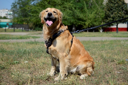 Leather dog harnesses for walking