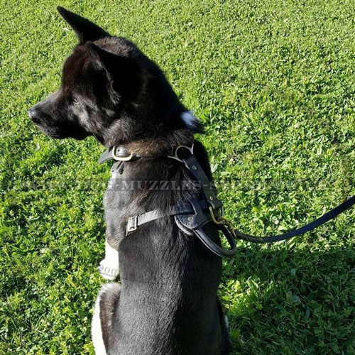 Leather Harness for Akita