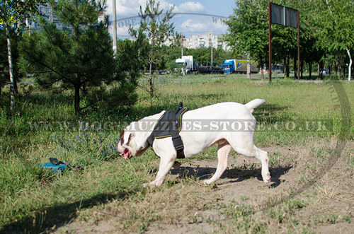 american bulldog training harness