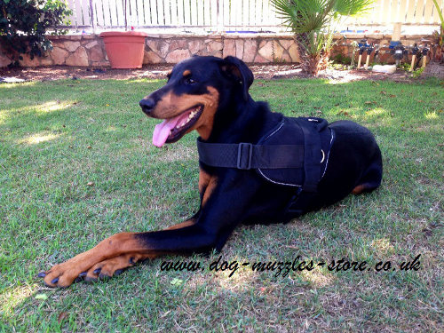 Doberman with a Nylon Dog Harness