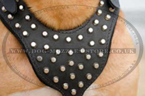 dogue de bordeaux harness for large dog