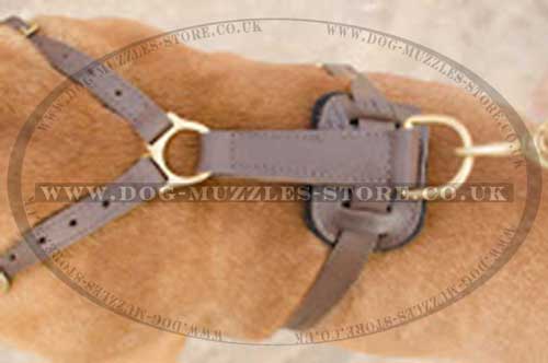 dogue de bordeaux harness