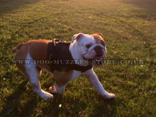 Best Nylon Dog Harness for English Bulldog