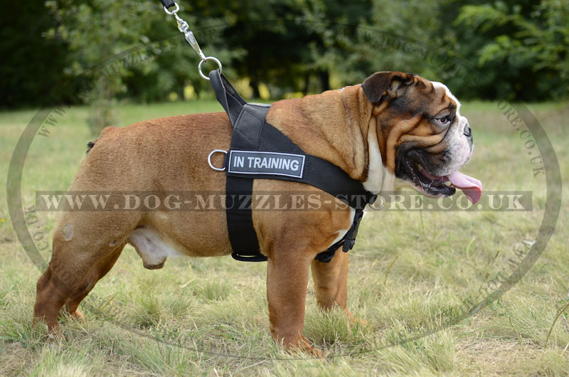 English Bulldog dog harness