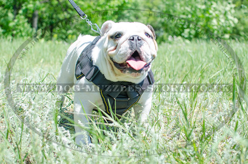 English Bulldog dog harness