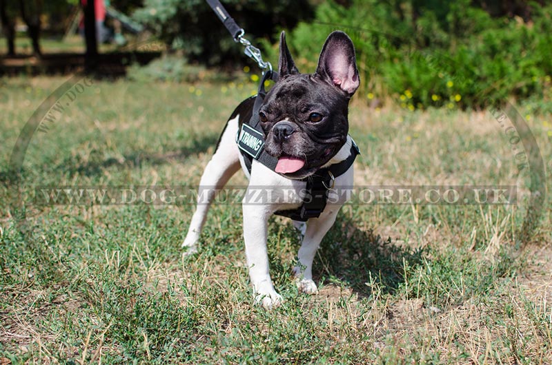 Frenchie harness hotsell and leash