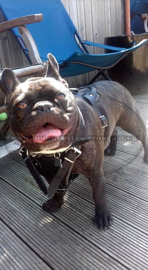 French Bulldog leather dog harness