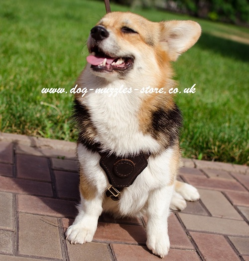 Leather Dog Harness for Welsh Corgi Pembroke