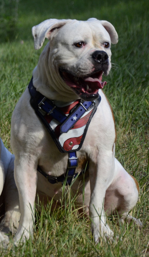 American Bulldog dog harness