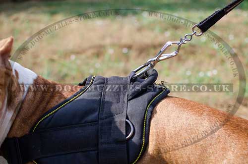 pitbull harness uk
