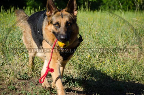 German Shepherd Training Dog Harness UK