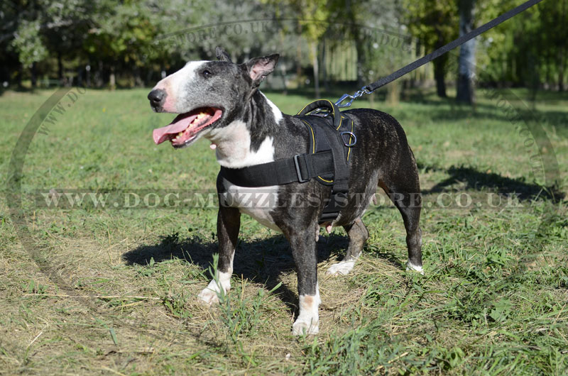 English Bull Terrier Dog Harness With Handle