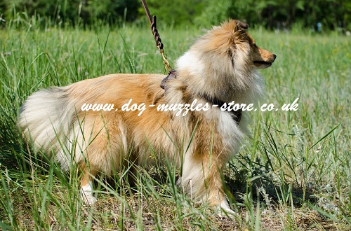 Best Dog Harness for Sheltie Dog