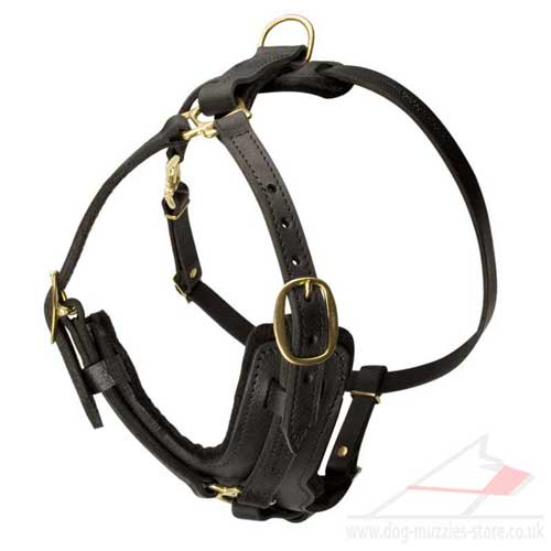 English Bulldog harness