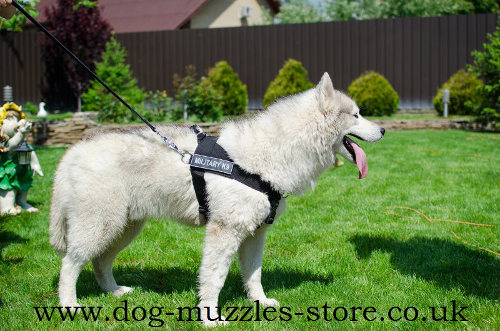 Siberian Husky Pulling Harness