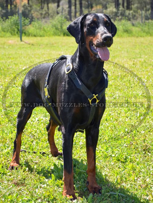 leather dog harness for doberman