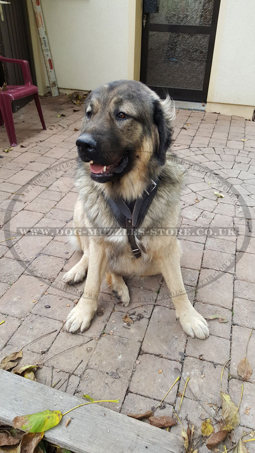 Padded Leather Dog Harness for Caucasian Shepherd