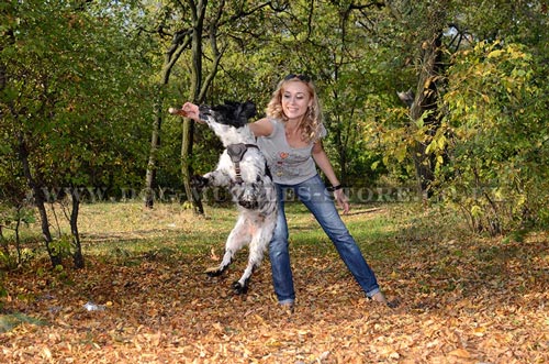 Best Spaniel Harness for Dog Walking