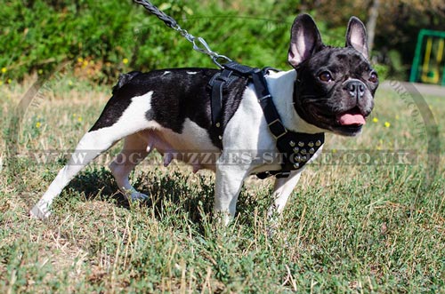 small studded leather dog harness for French Bulldog