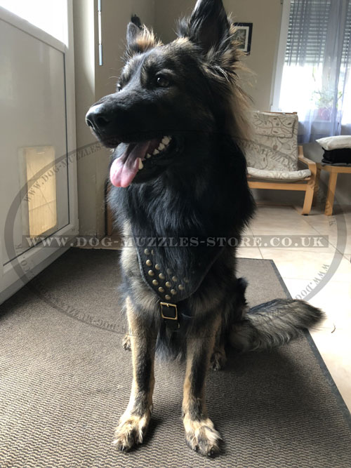 studded dog harnesses uk