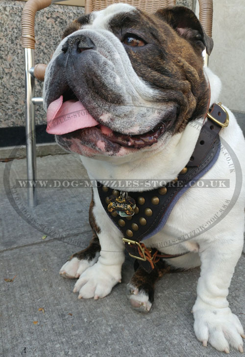 Studded Dog Harness for English Bulldog