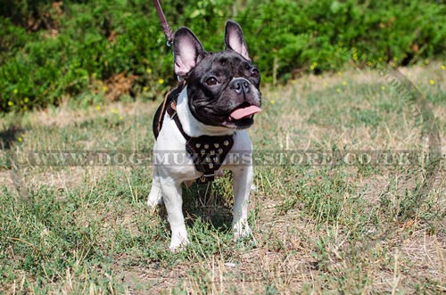 French Bulldog harness UK