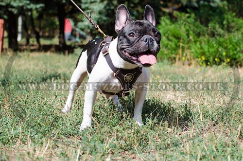 French Bulldog Harness Leather