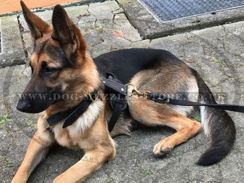 German Shepherd Dog Harnesses UK