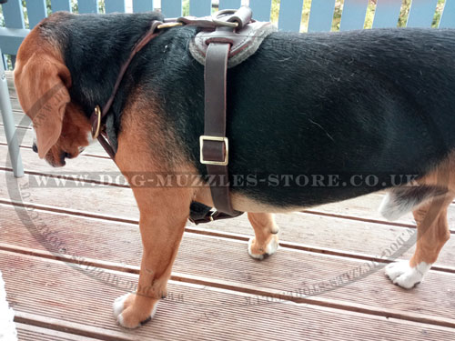 The best leather dog harness for Beagle