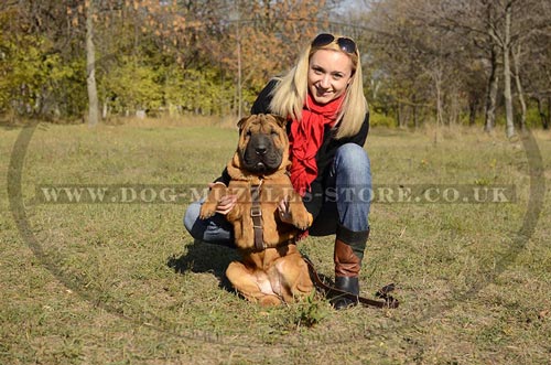 Shar Pei Harness UK