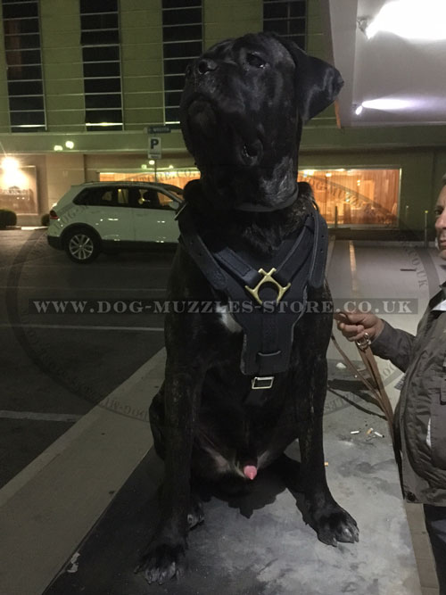 Large Leather Dog Harness for Cane Corso
