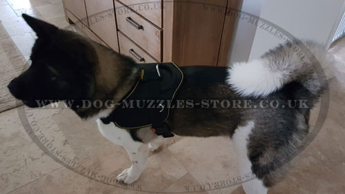 Best Dog Harness for Akita Inu