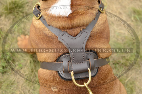 studded dog harness for large dog