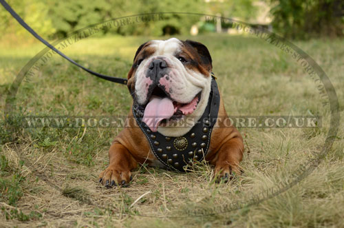 Royal Design Luxury Leather Dog Harness for a Gorgeous Dog
