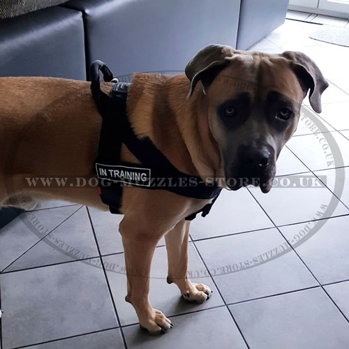 Cane Corso Dog Harness to Stop Dog Pulling