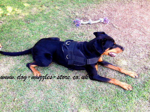 Doberman Harness UK