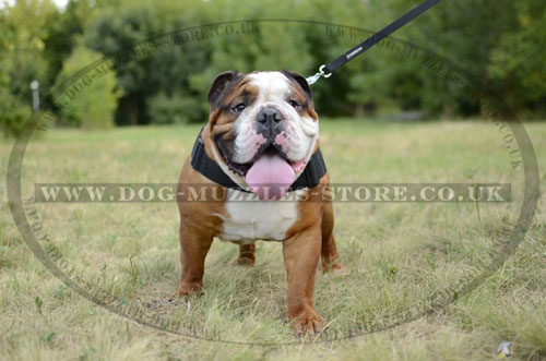 English Bulldog Dog Harness
