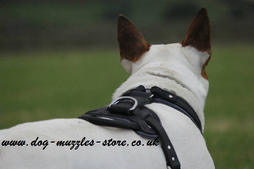 British Bull Terrier harness